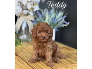 F1bb Micro Goldendoodle Male, Puppy Land PR