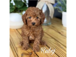 F1bb Micro Goldendoodle Female, Puppy Land PR