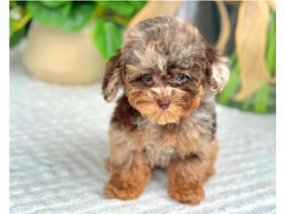 Increible AKC Toy Poodle Male, Puppy Land PR