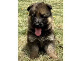 German Shepherd AKC, RM Pets
