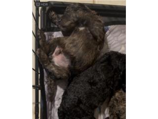 STANDARD POODLE MERLE, Rivera Doodles