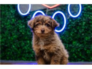 LIBERTY MINI POODLE (VISITANOS EN GUAYNABO), Puppy Love Puerto Rico