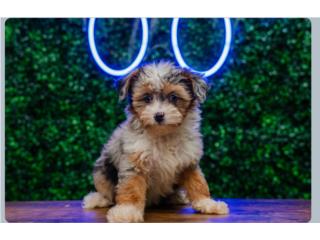 ROLLI MINI AUSSIEDOODLE(VISITANOS EN GUAYNAB), Puppy Love Puerto Rico