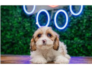 YOGA CAVAPOO(VISITANOS EN GUAYNABO), Puppy Love Puerto Rico