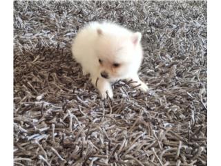 POMERANIAN MACHO BLANCO, Puppy
