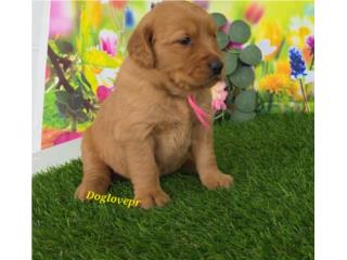 GOLDEN RETRIEVER BIG BONE AKC , Perritos P.R zc