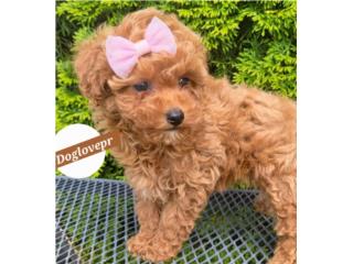 POODLE TOY HEMBRAS AKC, Perritos P.R zc