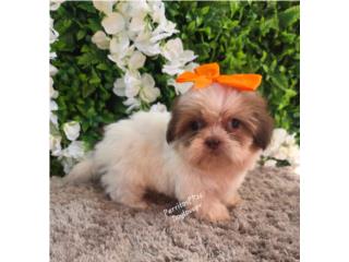 SHIH-TZU TOY HEMBRAS CON PAPELES , Perritos P.R zc