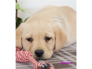 LABRADOR YELLOW HEMBRA BIG BONE CON PAPELES , Perritos P.R zc