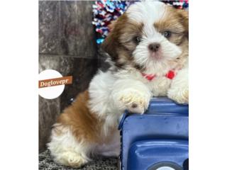SHIH-TZU TOY MACHO CON PAPELES , Perritos P.R zc