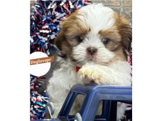 SHIH-TZU TOY MACHO CON PAPELES , Perritos P.R zc