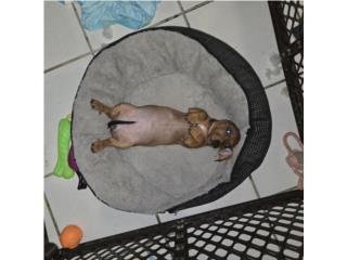 Puerto Rico Dachshund / Salchicha , Perros Gatos y Caballos