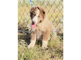 German Shepherd AKC Macho, RM Pets