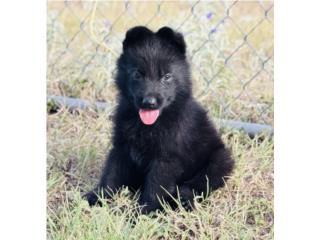 German Shepherd Hembra AKC, RM Pets