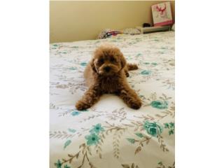 Hermoso Toy Poodle Rojo AKC , Jose Pets 