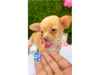 CHIHUAHUA TOY NENA CON PAPELES  Puerto Rico