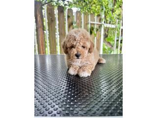 Toy poodle Hembra   Puerto Rico
