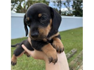 Salchicha hembra black and tan, Dachshund World