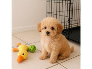 Puerto Rico Toy poodle crema hembra AKC, Perros Gatos y Caballos