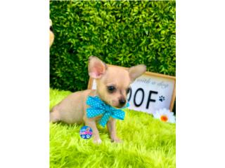 CHIHUAHUA TOY NENE CON PAPELES , LITTLE PET SHOP