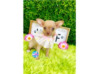 CHIHUAHUA TOY NENA CON PAPELES , LITTLE PET SHOP