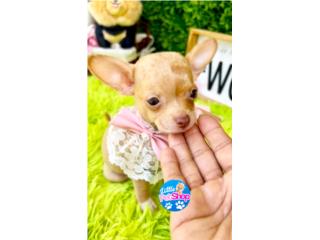 CHIHUAHUA TOY NENA RED NOSE CON PAPELES , LITTLE PET SHOP