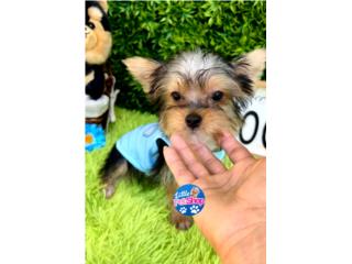 YORKIE TOY NENE CON PAPELES , LITTLE PET SHOP