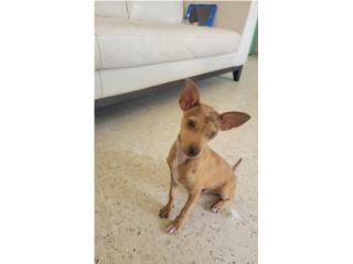 CHIHUAHUA TOY Puerto Rico
