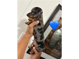 Puerto Rico Salchicha, Perros Gatos y Caballos