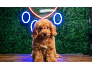 OSLO F1B CAVAPOO (VISITANOS EN GUAYNABO), Puppy Love Puerto Rico