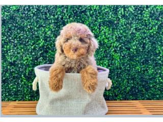 ZIMM MINI POODLE(VISITANOS EN GUAYNABO), Puppy Love Puerto Rico