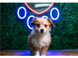 ESTEE AUSSIECHON (VISITANOS EN GUAYNABO), Puppy Love Puerto Rico