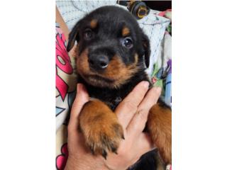 Puerto Rico Puppies  Rottweiler, Perros Gatos y Caballos