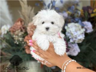 Puerto Rico Maltes Super Chiquita! - Los Osos PR, Perros Gatos y Caballos