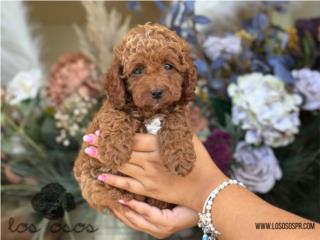 Puerto Rico Cavapoo + Bichon - Los Osos PR, Perros Gatos y Caballos
