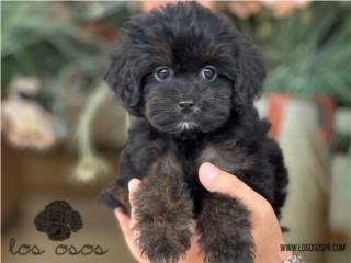 Puerto Rico Aussiedoodle super Tiny! - Los Osos PR, Perros Gatos y Caballos