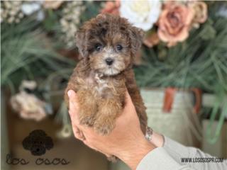 Puerto Rico Aussiedoodle nena Toy Micro! - Los Osos PR, Perros Gatos y Caballos