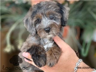 Puerto Rico Mini Aussiedoodle - Los Osos PR, Perros Gatos y Caballos