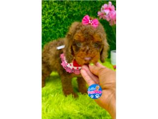 POODLE NENA CHOCOLATE AKC , LITTLE PET SHOP