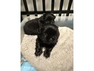 Shihtzu Puerto Rico