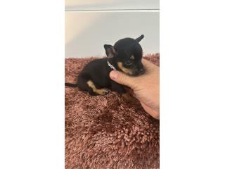 375 Chihuahua hembra  Puerto Rico