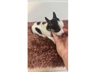 275 Chihuahua macho  Puerto Rico