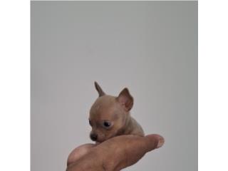 CHIHUAHUA TOY HEMBRA GOLD, Puppy