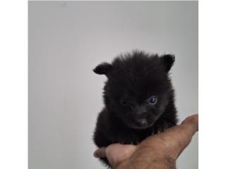 POMERANIAN MACHO , Puppy