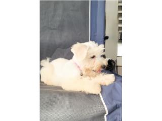 Puerto Rico Schnauzer Blanca Hembra, Perros Gatos y Caballos