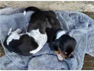 Salchichas mini machos y hembras, Dachshund World