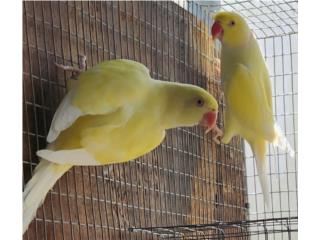 Pareja probada de ringneck cremino , JG Aviario