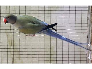 Ringneck opalino macho violeta turquoise , JG Aviario