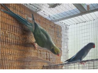 Pareja de hilleman azul turquoise adulto , JG Aviario