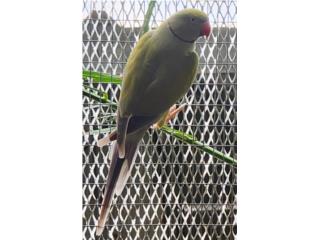 Ringneck macho violeta cinnamon turquoise adu, JG Aviario
